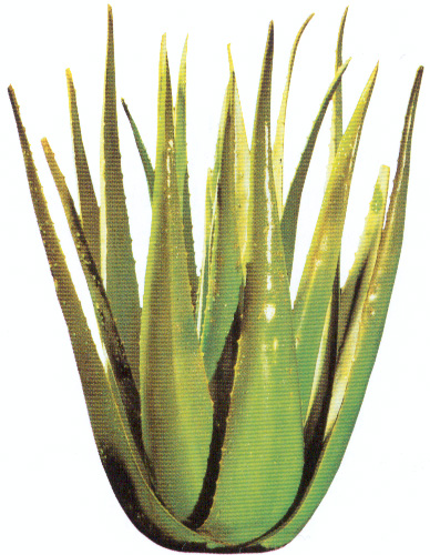 Aloe Vera Barbadensis - die wunderbare Pflanze